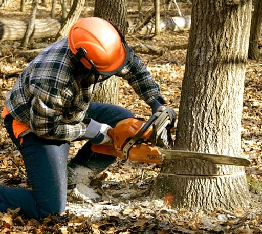 Tree Removal in Reubens, ID